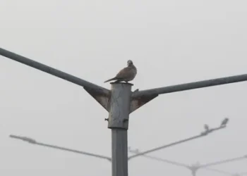 Low-pressure area likely over Bay of Bengal, fog and rising temperatures forecast for TN