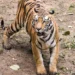 Tiger movement around Rajahmundry town triggers panic