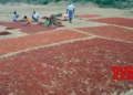 Chilli prices soar in TN’s Ramanathapuram as crop losses hit arrivals
