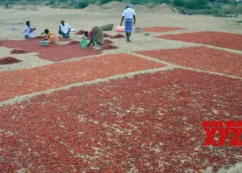 Chilli prices soar in TN’s Ramanathapuram as crop losses hit arrivals