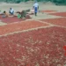 Chilli prices soar in TN’s Ramanathapuram as crop losses hit arrivals