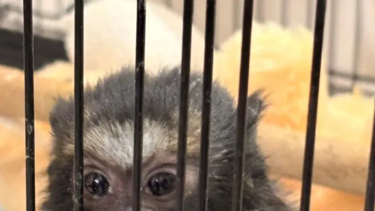 Illegal exotic animal, bird breeding and sale racket busted in Gujarat